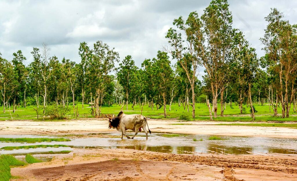 Alt text: "Vast golden grasslands of the Casamance savanna under a clear blue sky, dotted with trees."